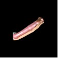 Alpha Gallop Release Dildo