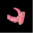Arcane Beast Frenzy Dildo