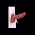 Authentic Lover Release Dildo