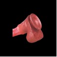 Equine Kentucky Horse Dildo