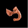 Galloping Desire Sensation Dildo