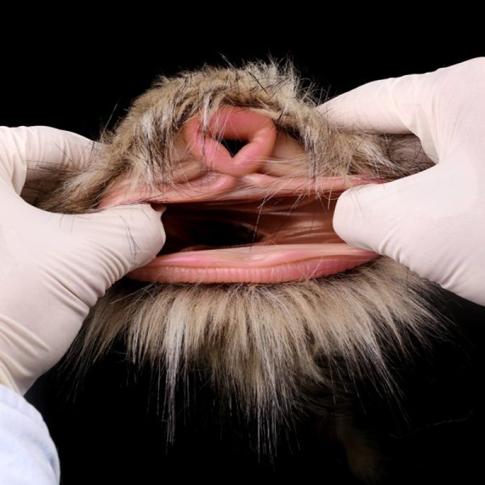 Shepherd's Fur Masturbator