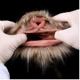 Shepherd's Fur Masturbator