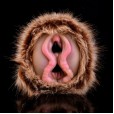 Wild Timber Retriever Fleshlight