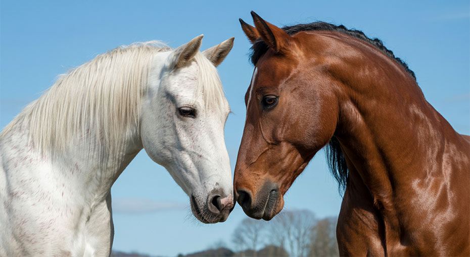 Mare vs Stallion - Fantasies with Different Experiences